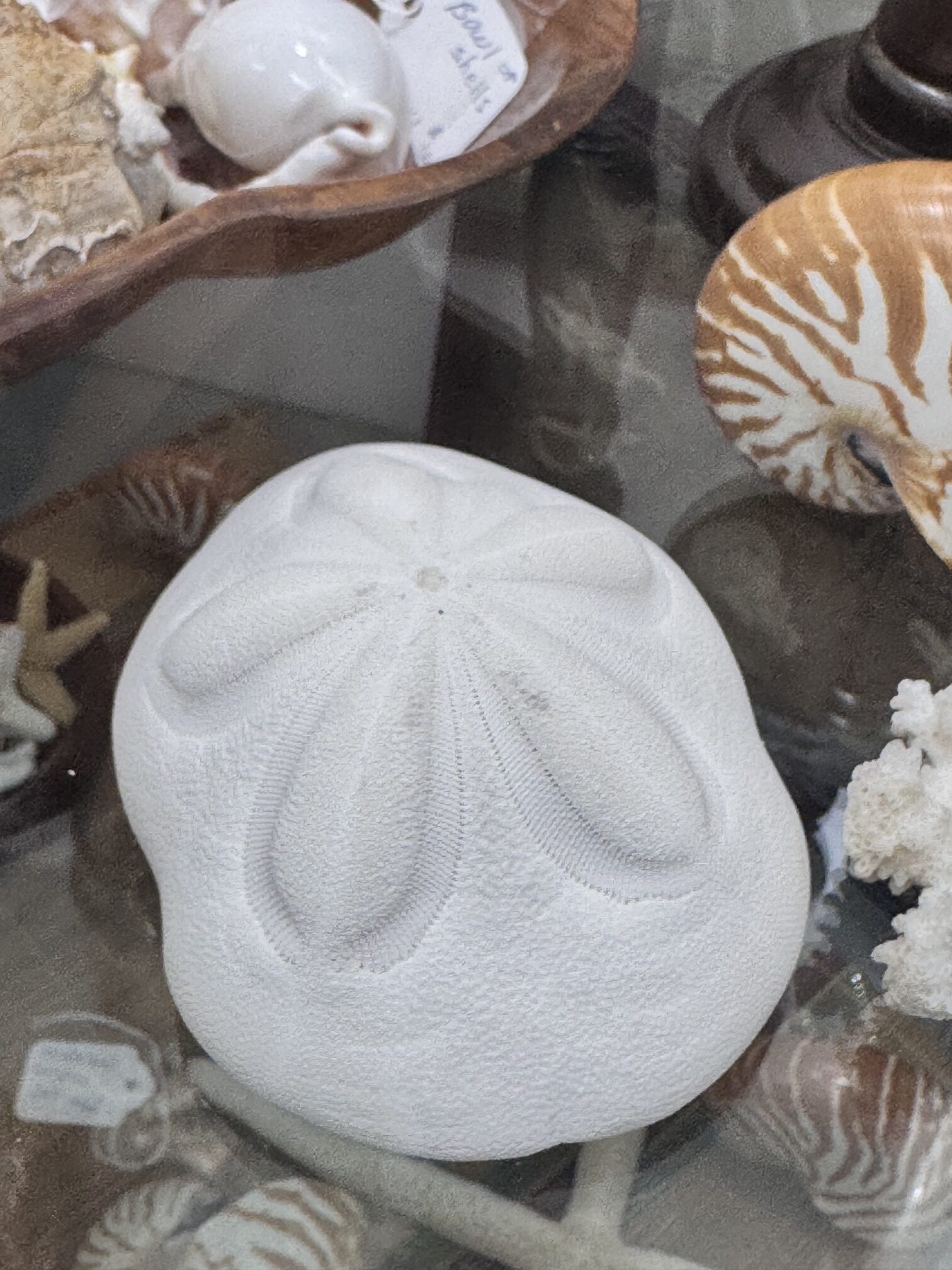 Sea Biscuit natural cousin to sanddollar
